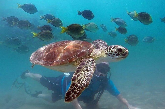 Beginner Scuba Diving with Turtles and Videos, San Juan - What you’ll see: turtles, fish, and the underwater park vibe