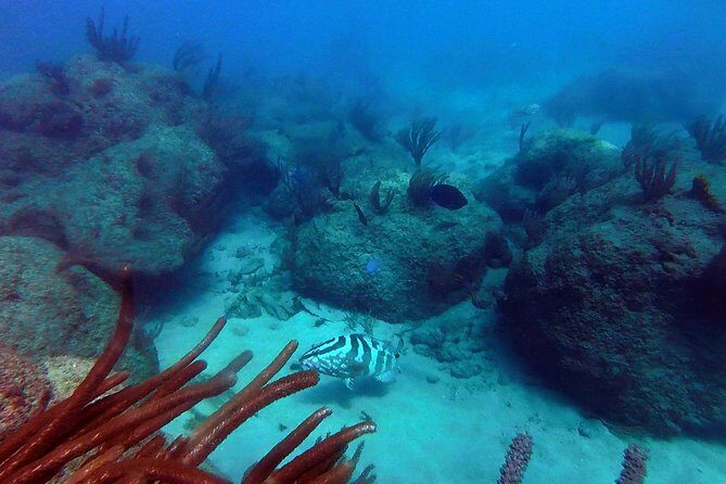 Beginner Scuba Diving with Turtles and Videos, San Juan - First-timer instruction: learning fast without feeling rushed