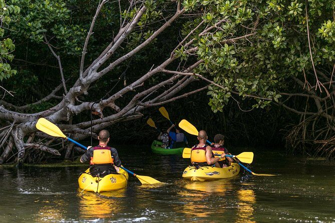 Bio Bay Night Kayak Tour with Transport from San Juan - Kayaking at Laguna Grande: what the 2 hours in the mangrove reserve feels like