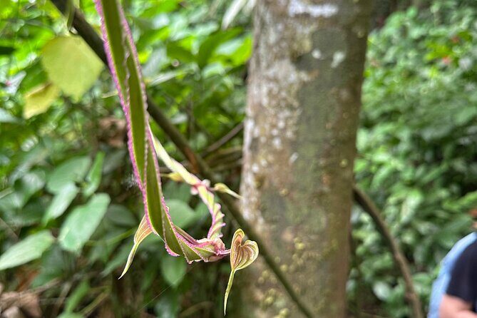 Chase Waterfalls - Discover a hidden 180ft rainforest gem - The 60m/180ft waterfall moment: fruit by the falls, swimming, and photos