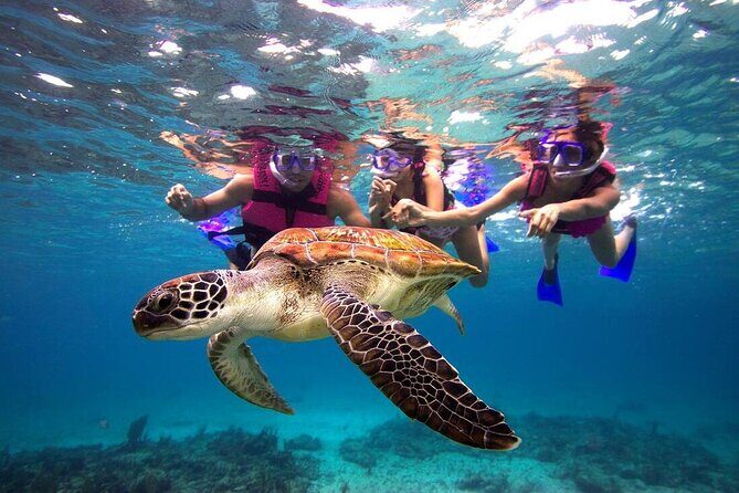 Combo El Yunque Rainforest and San Juan Snorkeling with Transport - Guide quality: when patience and direction turn nerves into fun