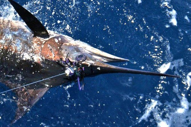 Deep Sea Fishing Private Boat Charter in San Juan - What you’ll fish for (and why season matters)