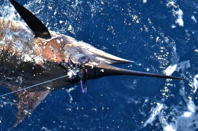 Deep Sea Fishing Private Boat Charter in San Juan - Included value: bait, tackle, and water do more than you think