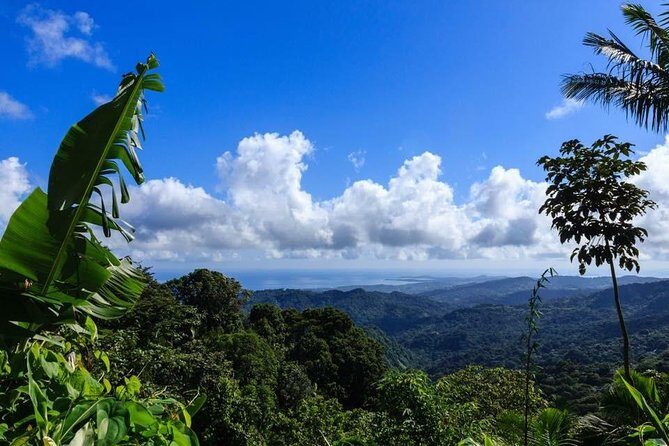 Discover El Yunque National Park: Half-Day Rainforest Tour - Key points before you go