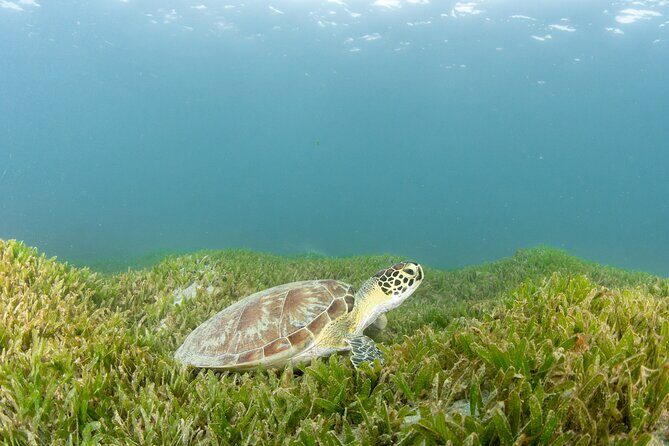 Discover Scuba Diving in San Juan - Instructor attention and how to stay calm (even if it’s your first time)
