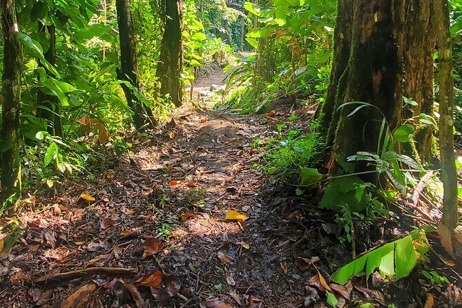 El Yunque National Rainforest and Luquillo Beach Tour - The Role of the Guide: Why Christian and Jonathan Get Mentioned