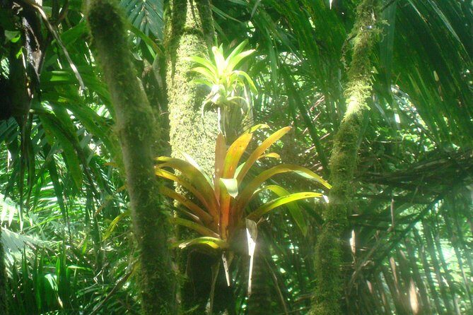 El Yunque Rainforest Full Day Private Tour - A private El Yunque day that’s really about you