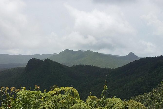 El Yunque Rainforest Full Day Private Tour - Torre Yokahu: the outlook that makes the climb worth it