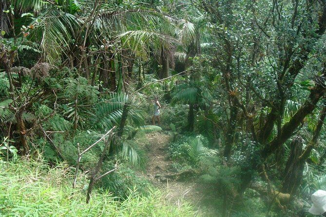 El Yunque Rainforest Full Day Private Tour - Stop 1: El Yunque National Forest, plus Yokahu Tower and La Coca Falls