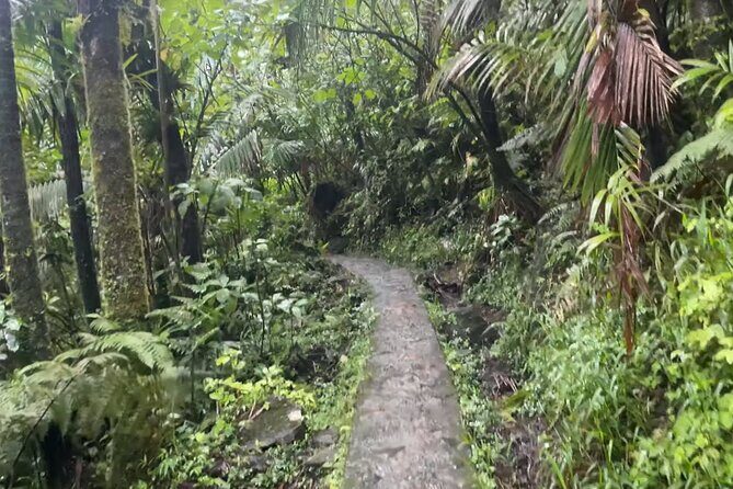 El Yunque Rainforest Hike with Transport from San Juan - The El Yunque rainforest hike: short enough to enjoy, long enough to matter
