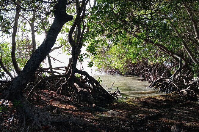 Full Day West Coast Adventure in Puerto Rico - La Parguera Bioluminescent Bay (Optional): When the Water Glows