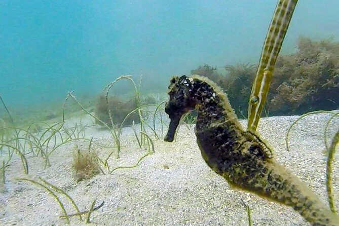 San Juan Guided Snorkel With Turtles Tour and Videos - Duration, meeting point, and what to plan for