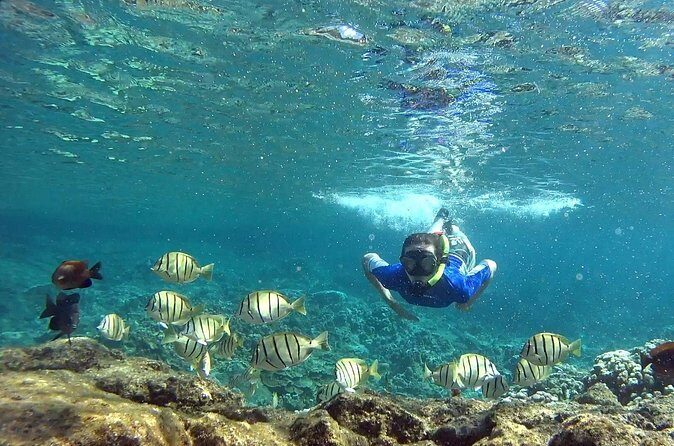 San Juan Guided Snorkeling Experience - With Transport 8am or 3pm - El Escambrón: what you’ll see and how the reef time usually plays out