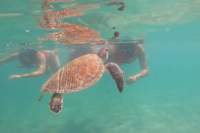 San Juan: Kids and Family Snorkeling Adventure with Videos - Key things I’d circle before you go