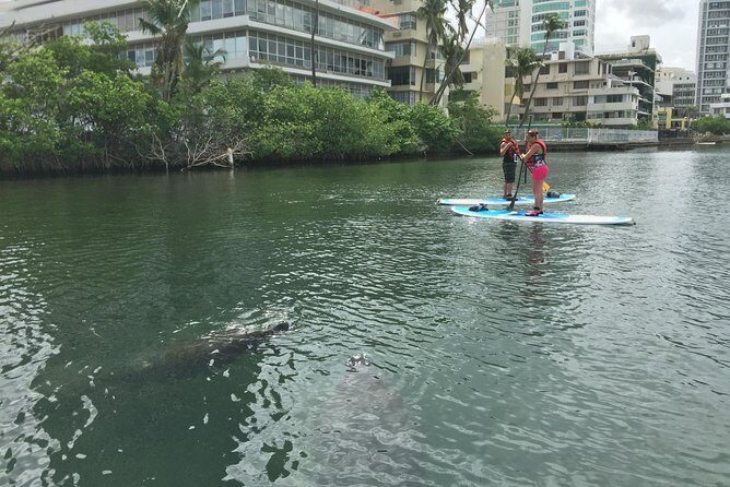 San Juan | Paddleboard | Kayak | Snorkeling | Guided Tours - Choppy Water Reality: Why Conditions Matter for Wildlife