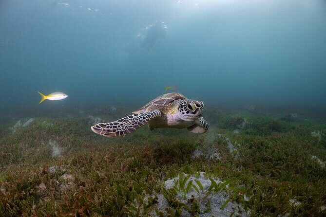 San Juan Snorkeling Tour with Fish and Turtles - Quick take: standout details from this San Juan snorkeling tour