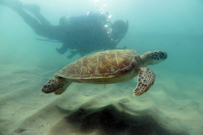 Scuba Tour for Certified Divers in San Juan - Key Highlights at a Glance