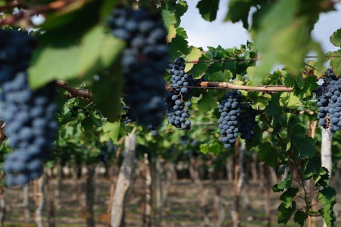 The Wine Route from San Juan - Why the Wine Route from San Juan is a great half-day plan