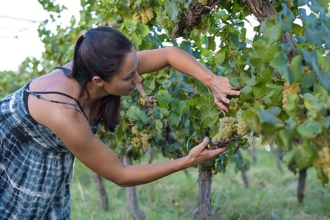 The Wine Route from San Juan - Viñas de Segisa: boutique winery, renovated history, and underground cellars